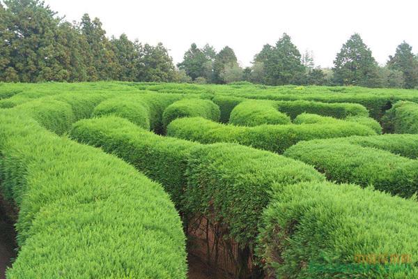 绿化苗木秋季养护管理需要注意哪些事项？