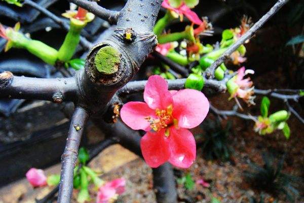 木瓜海棠与贴梗海棠的区别有哪些？