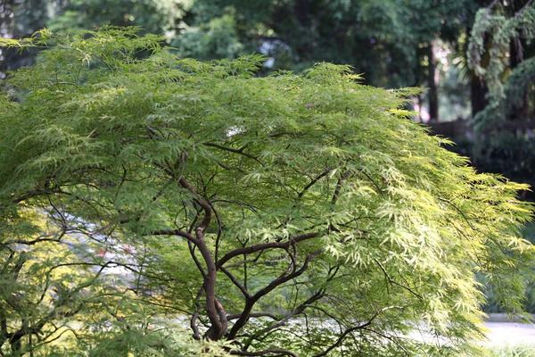 鸡爪槭一年能长多粗？鸡爪槭一年能长几公分？