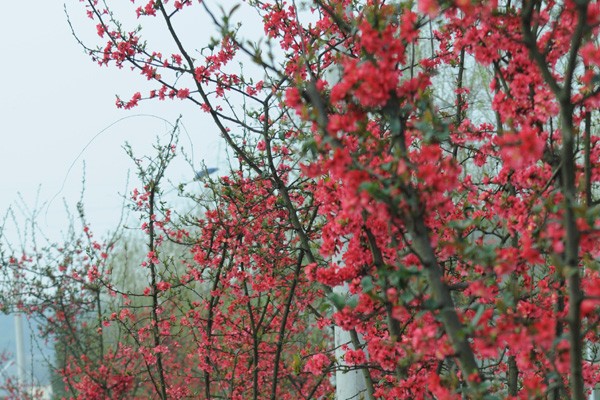 海棠花别名：海棠花为什么叫断肠花?