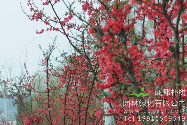 海棠花别名：海棠花为什么叫断肠花?