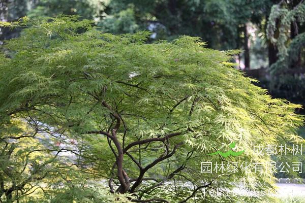 鸡爪槭一年能长多粗？鸡爪槭一年能长几公分？