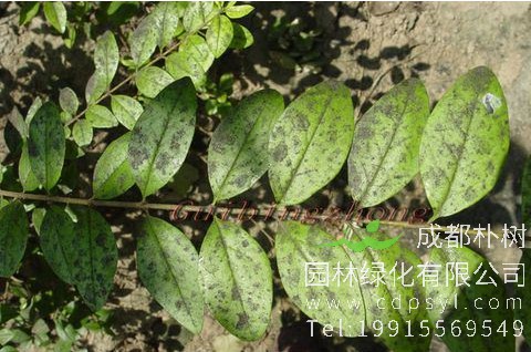 九月煤污病发病盛期 防治方法