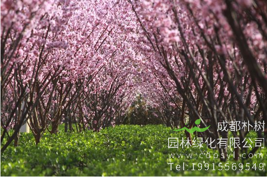 既赏花又观叶，这11种彩叶开花乔木千万别错过！
