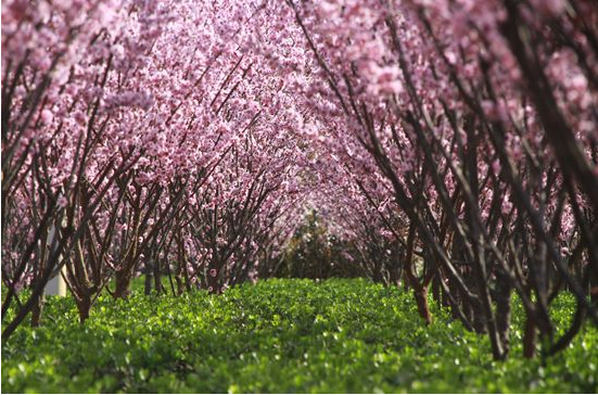 既赏花又观叶，这11种彩叶开花乔木千万别错过！