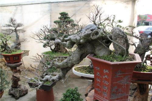 简要介绍朴树的种植与栽培