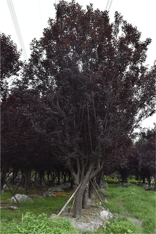 红叶李什么时候修剪？成都红叶李基地在哪儿？