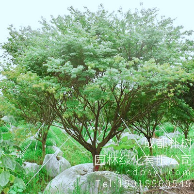 鸡爪槭的别名叫什么？鸡爪槭有哪些变种？