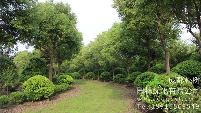 行业前瞻：未来最有潜力的几种苗木？