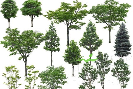 行业前瞻：未来最有潜力的几种苗木？