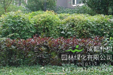 行业前瞻：未来最有潜力的几种苗木？