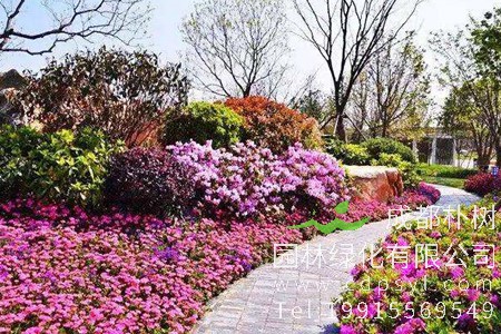 行业前瞻：未来最有潜力的几种苗木？