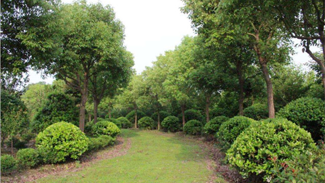 行业前瞻：未来最有潜力的几种苗木？