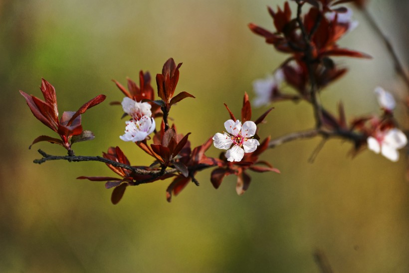 红叶李可不可以扦插？红叶李扦插时间是什么时候？