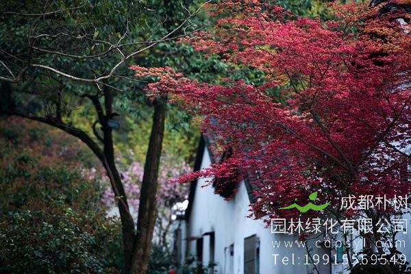 鸡爪槭怎么养？鸡爪槭怎么造型？