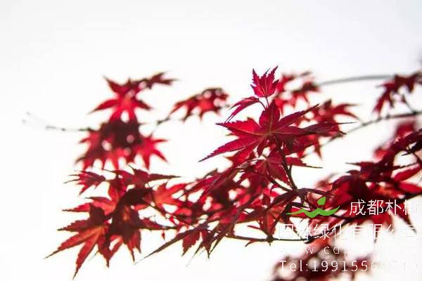 鸡爪槭怎么养？鸡爪槭怎么造型？
