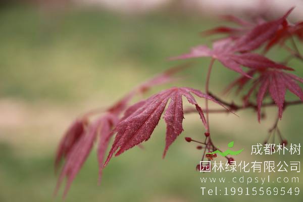 鸡爪槭怎么养？鸡爪槭怎么造型？