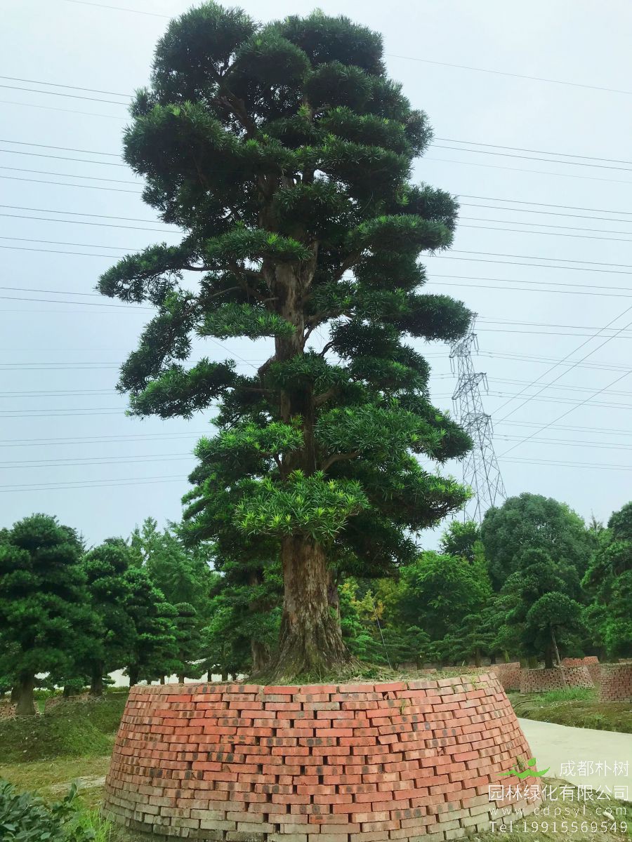 什么是罗汉松，罗汉松盆景怎么做造型？