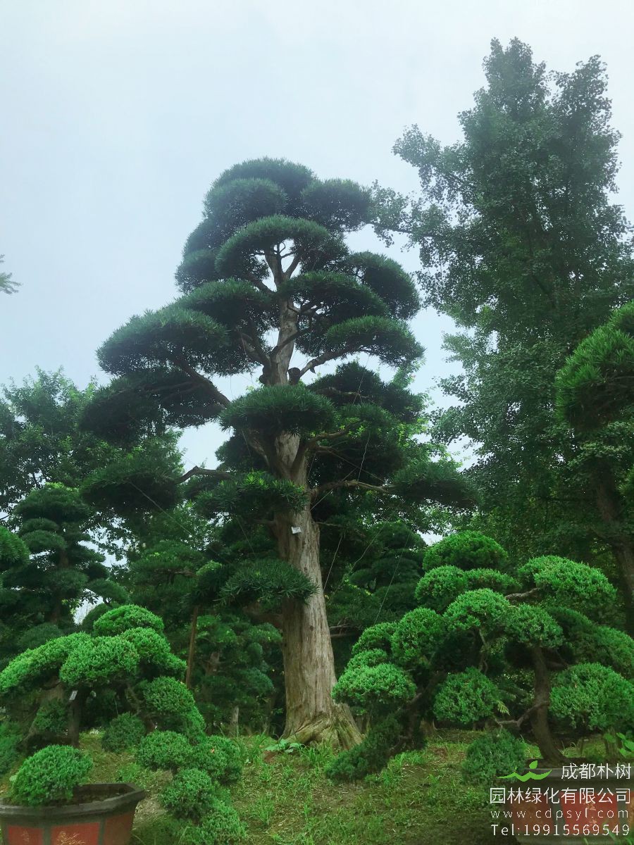什么是罗汉松，罗汉松盆景怎么做造型？