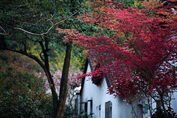 鸡爪槭怎么养？鸡爪槭怎么造型？