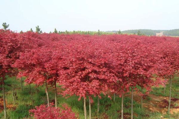 如何种红叶李？红叶李如何移栽？如何扦插红叶李？