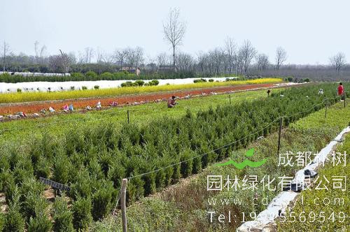 绿化苗木博览会