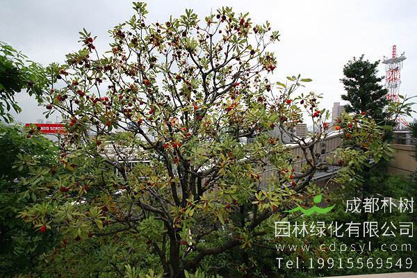 什么是杨梅树？怎么种杨梅树？