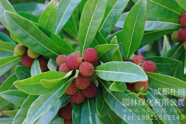 什么是杨梅树？怎么种杨梅树？