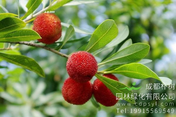 什么是杨梅树？怎么种杨梅树？