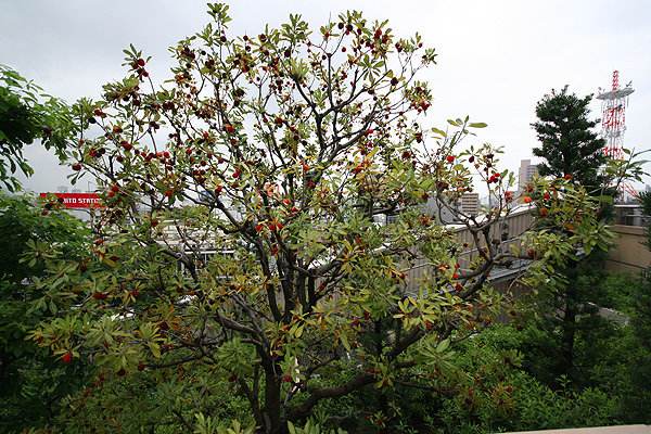 什么是杨梅树？怎么种杨梅树？