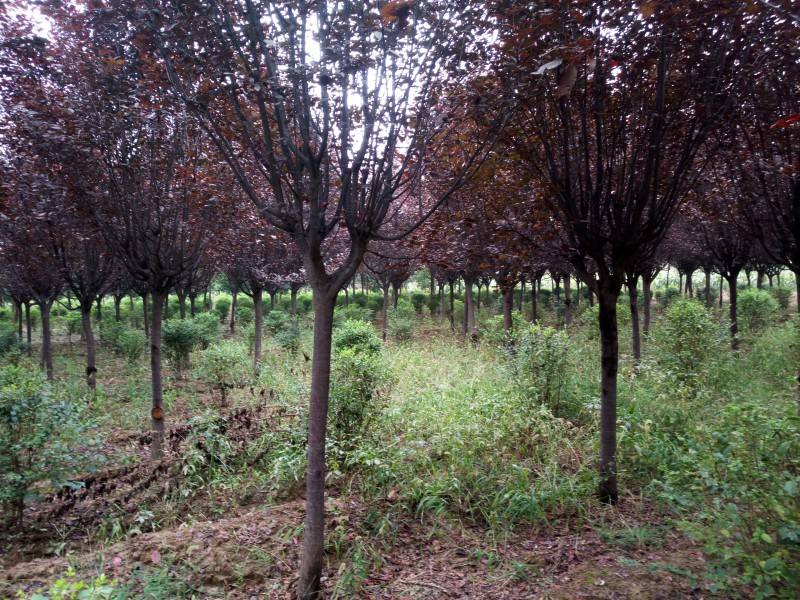 红叶李现在什么价格？今年红叶李什么价格？