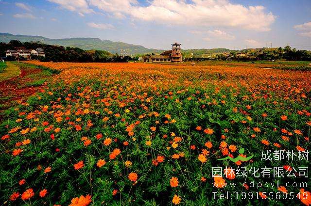 2019中国·横栏花木交易博览会将于11月2日开幕