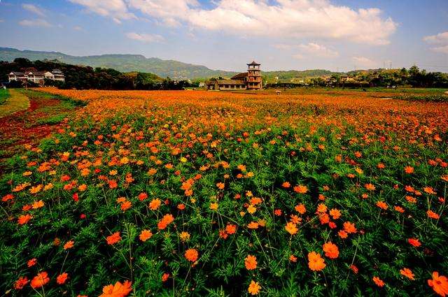 2019中国·横栏花木交易博览会将于11月2日开幕