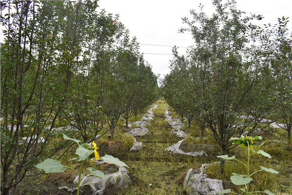 2020年鸡爪槭价格，最新鸡爪槭大树价格