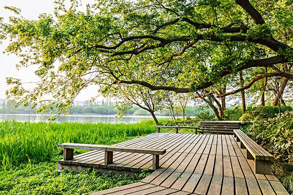 香樟树的价格-图片-形态特征-功效作用-栽培技术