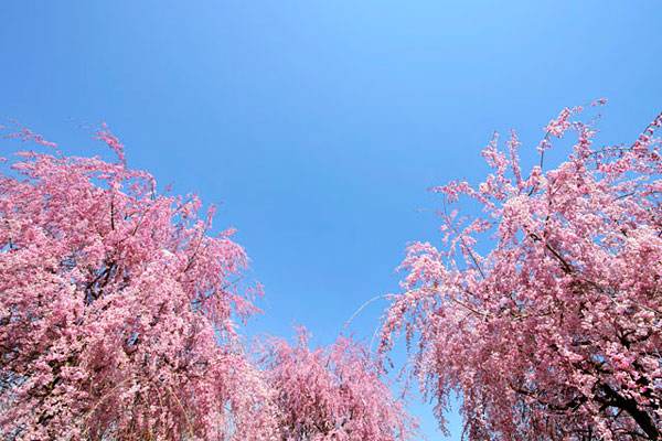 樱花树价格-图片-功效作用-主要品种-栽培技术-花语