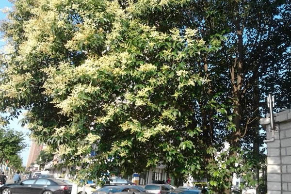 女贞树价格-图片-功效作用-花语-栽培技术