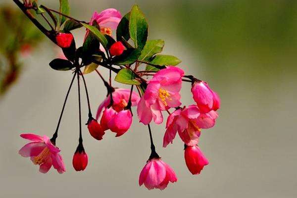 海棠树价格-图片-繁殖方法-园林应用-栽培技术