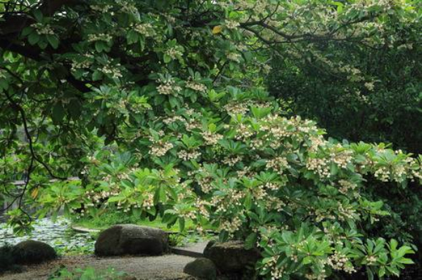 水石榕价格—图片-形态特征-价值