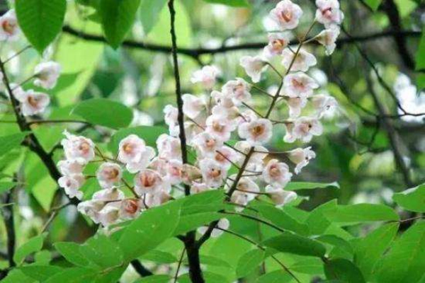 伯乐树价格-植物图片-形态特征-价值