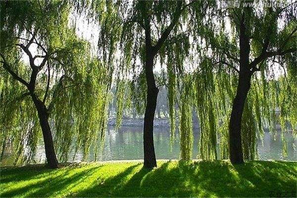 柳树价格-图片-品种-价值-名称来源
