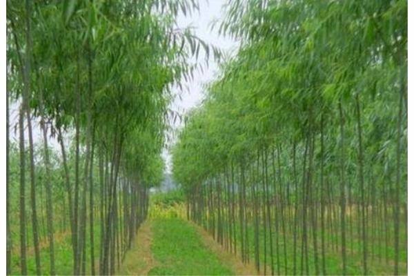 垂柳价格-图片-生长习性-栽培技术以及主要价值