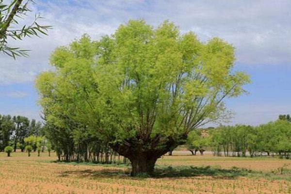 旱柳价格-图片-分布范围-主要变种-主要价值以及栽培技术
