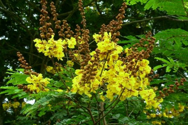 双翼豆价格-图片-形态特征-生长环境