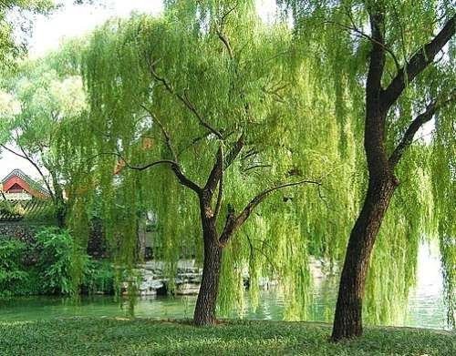 爆竹柳价格-图片-形态特征-分布范围以及主要价值