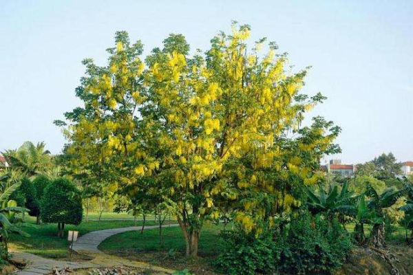 铁刀木价格-图片-形态特征-分布-繁育方式-价值