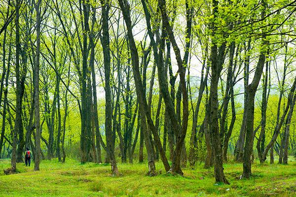 枫杨价格-图片-繁殖方法-栽培技术以及价值与功效