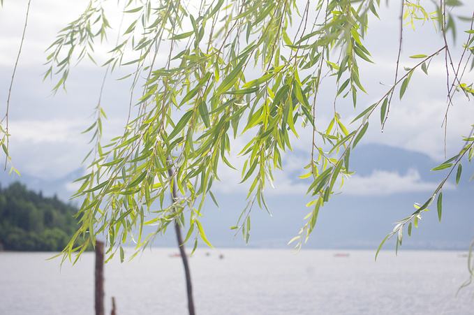 云南柳价格-图片-形态特征-繁殖方法-分布范围以及主要价值