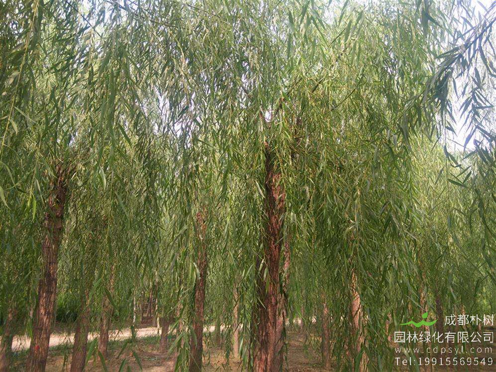 白皮柳价格-图片-形态特征-繁殖方法-分布范围以及主要价值