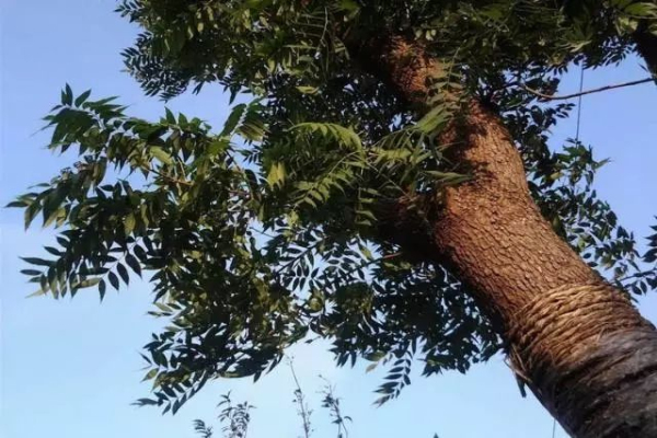 黄连木价格-形态特征-地理分布-生长习性-经济发展价值